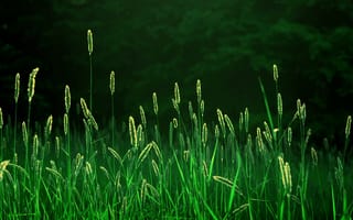 Картинка трава, колоски, поле, колосья, свежесть, утро, природа, свет, лучи, лес