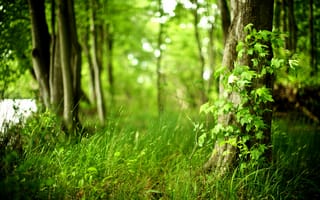 Обои красивые, листья, листва, природа, деревья, трава, свежесть, растения, жизнь, лес, свежий воздух, чистота