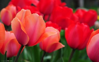 Обои тюльпаны, красные, природа, цветы