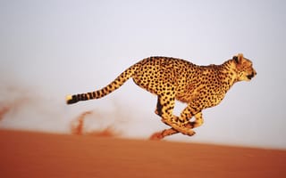 Картинка гепард, жара, пустыня, бег, песок