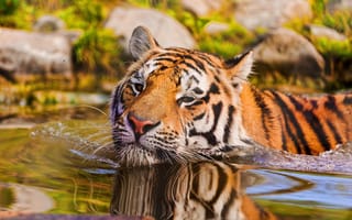 Картинка тигр, вода, плавание