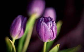 Картинка лепестки, цветы, весна, тюльпаны, фиолетовые