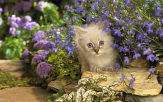 Картинка кот, кошка, котенок, выглядывает, цветы, камни, котэ, сиреневые
