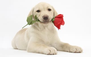 Обои собака, лабрадор ретривер, labrador retriever, щенок, цветок, роза