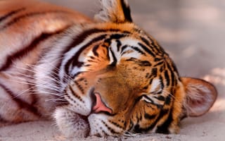 Картинка морда, спит, тигра