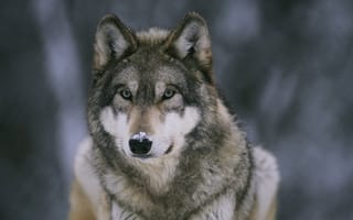 Картинка волк, носу, зверь, на, снег, санитар, леса, хищник