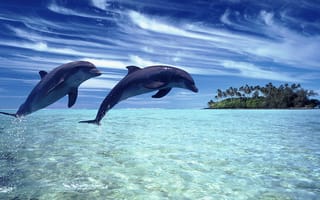 Картинка море, небо, дельфины, природа, пейзаж