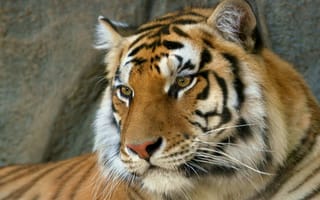 Картинка бенгальский, хищник, тигр