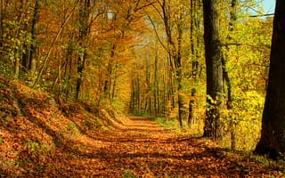 Обои осень, лес, деревья, листья