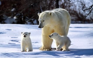 Картинка сверкает, полярный, медведь, медведя, семья, зима, снег, медвежата, солнечно, три