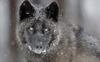 Обои волк, морда, глаза, хищник, снег, серый, взгляд