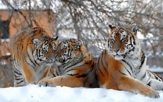 Обои Тигры, зима, зоопарк