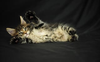Картинка мейн-кун, котенок, пушистый, кот, серый