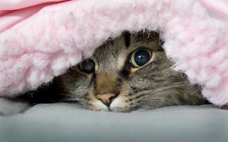 Картинка одеяло, озорник, кот