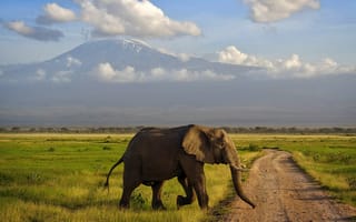 Картинка саванна, гора, килиманджаро, кения, слон, амбосели, африка