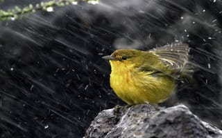 Картинка желтая древесница, снег, птица, камень