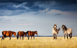 Картинка лошади, грациозные, ксения, собчак, казахстан