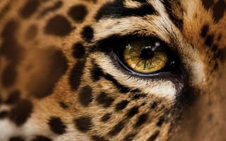 Обои макро, леопард, глаза