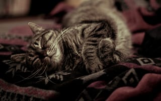 Картинка котэ, уютно, тепло, покрывало, спит