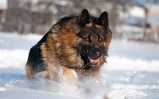 Картинка собака, снег, немецкая овчарка, зима