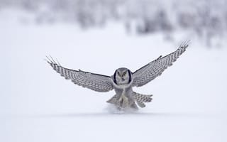 Картинка сокол, зима, полёт, птица, животное, снег