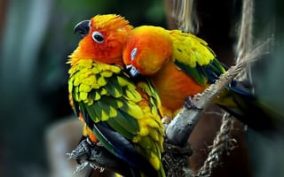 Картинка попугайчика, Два, красивых