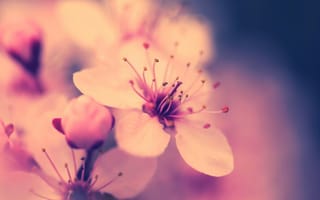 Обои макро, цветок, весна, сакура, цветение, розовый, вишня
