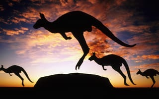 Обои сумерки, австралия, кенгуру