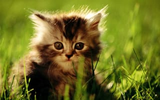 Картинка трава, зелень, котенок