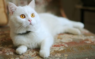 Картинка оранжевые глаза, котенок, белый