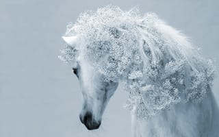 Картинка грива, цветы, белая, лошадь