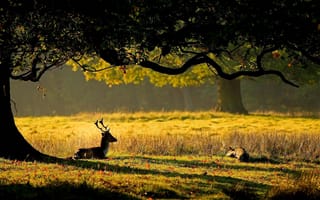 Картинка солнце, олень, детеныш, дерево, листья, олени, рога, природа, трава