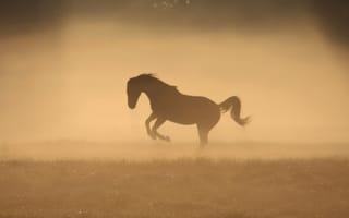 Картинка туман, роса, лошадь, утро, конь