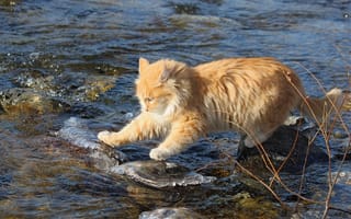 Картинка вода, ручей, камни, кот, рыжий