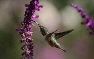 Картинка колибри, макро, цветок, полёт