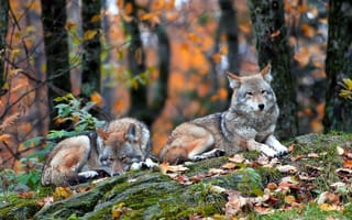 Картинка природа, лес, coyote