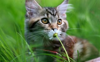 Картинка ромашка, кошка, трава