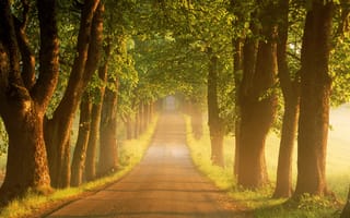 Картинка лето, туман, утро, дорога, деревья, Швеция, восход