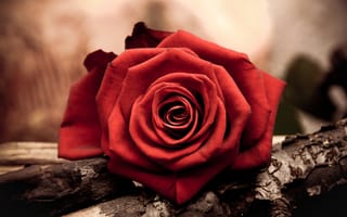 Картинка красная, цветок, лепестки, бутон, роза