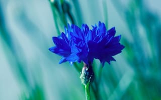 Картинка цветок, макро, синий, волошка, размытость, Василек
