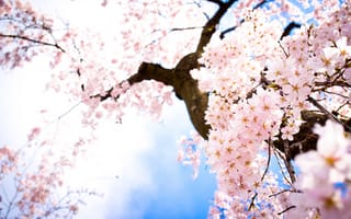 Картинка Цветы, небо, весна, ветки, сакура