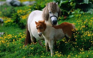 Картинка лошадь, мама, ребёнок, пони, жеребёнок