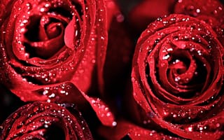 Картинка Красный, цветы, розы, капли