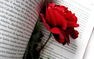 Обои роза, природа, бутон, красная, цветок, красная роза, цветы, шиповник, книга, лепестки, текст
