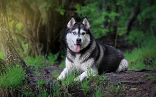 Картинка сибирский хаск, взгляд, собака