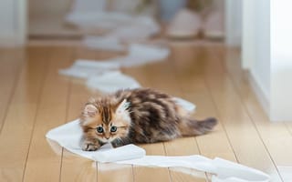 Картинка бумага, кошка, котенок, доски, пол, туалетная