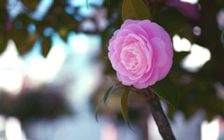 Картинка розовая, цветок, ветка, листья, макро, Камелия