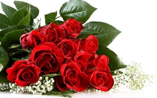 Картинка Розы, красные, roses, букет, белый