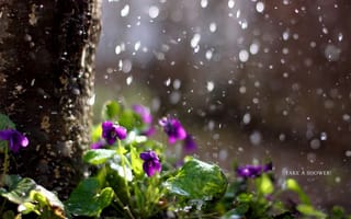 Обои дождь, природа, цветы