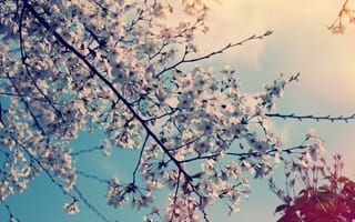 Картинка весна, вишня, дерево, Природа, цветы